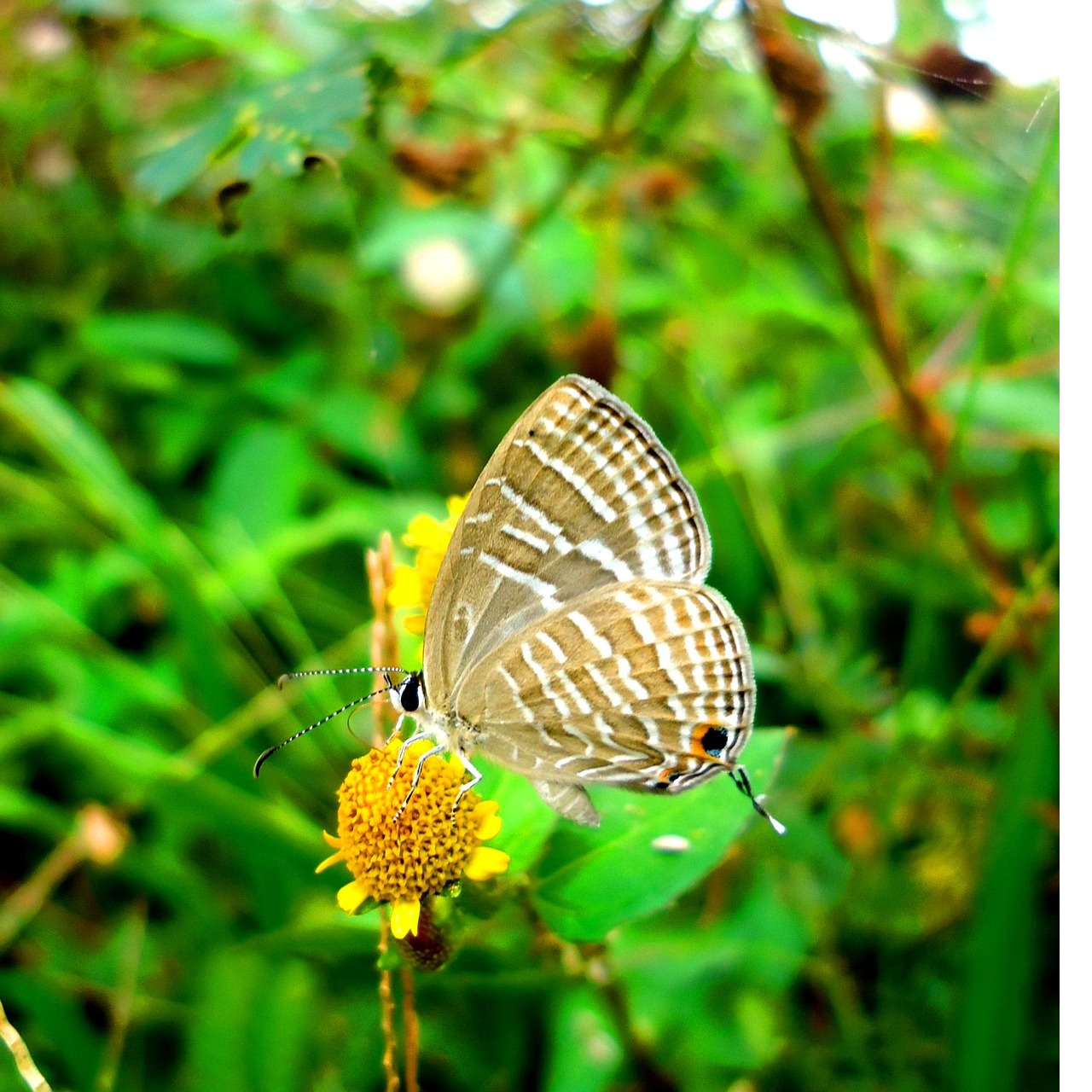 Butterfly and Wildflower Spotting Guide Sheets